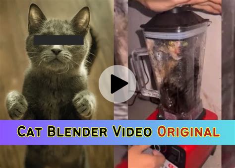 I watched the cat blender video out of curiosity and now i can